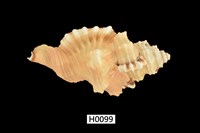 藏品(象鼻法螺)的圖片